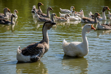 two geese on the river
