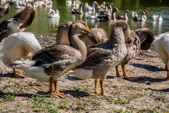  domestic geese on the river