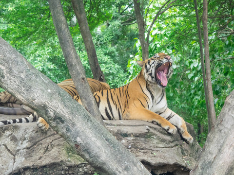Fototapeta Yawing bengal tiger lying on the rock
