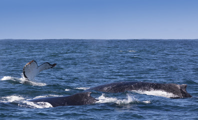 Obraz premium Three humpback whales surfacing off the coast of Knysna, South Africa