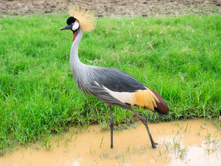 Crowned crane walking in swamp