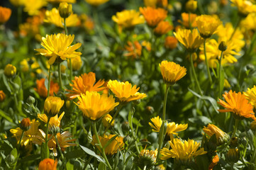 Ringelblume; Calendula Officinalis; Sommerblume; heilpflanze