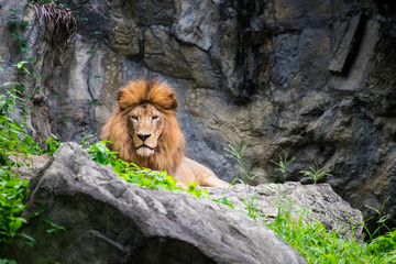 Male lion laying on the rock