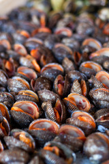 Oysters, mussels and scallops