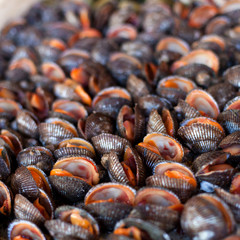 Oysters, mussels and scallops