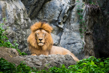 Male lion laying on the rock