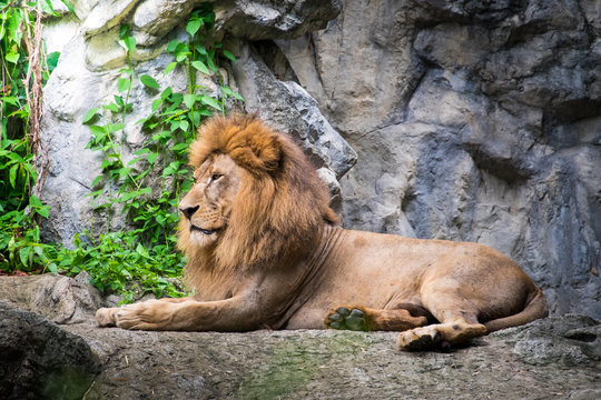 Male lion laying on the rock