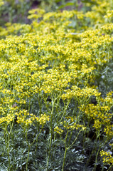 Obraz premium Weinraute, Ruta, graveolens, Raute, Gewuerzpgflanze, heilpflanze