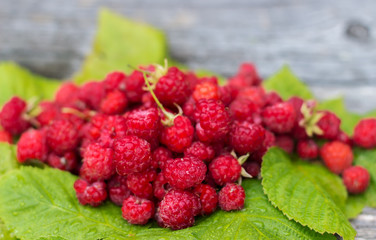Handful of fresh raspberries in drops of water lying on green leaves on the old wooden boards