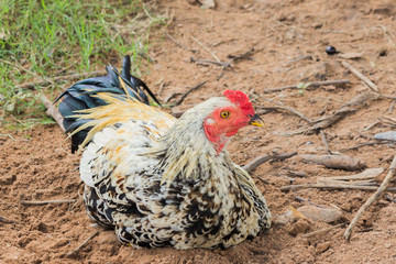 chicken grazes at the village yard