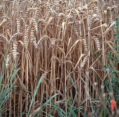 Weizen mit Gras und mohn am Feldrand