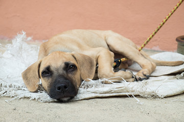 Homeless dog lying on the ground