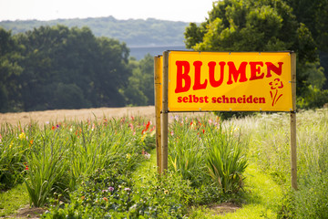 Blumen selbst  schneiden