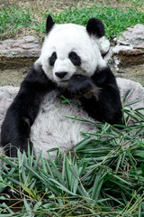 Lovely panda eating bamboo