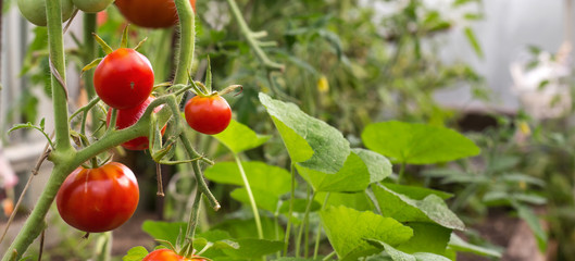 Red tomatoes in hothouse