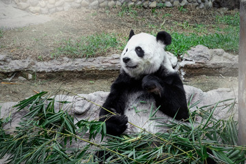 Fototapeta premium Lovely panda eating bamboo