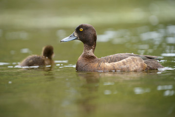 Tufted Duck with nestlings