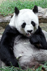 Lovely panda eating bamboo