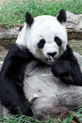Fototapeta premium Lovely panda eating bamboo
