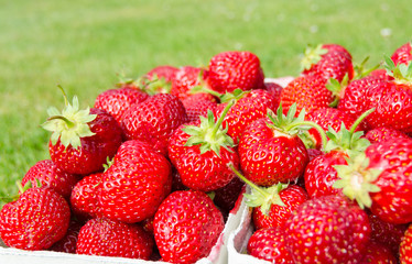 Side view for packages with fresh strawberries with grass background