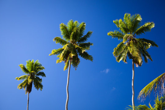 Kokospalmen auf La Digue, Seychellen