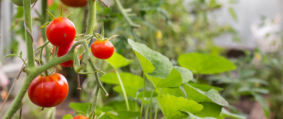 Red tomatoes in hothouse