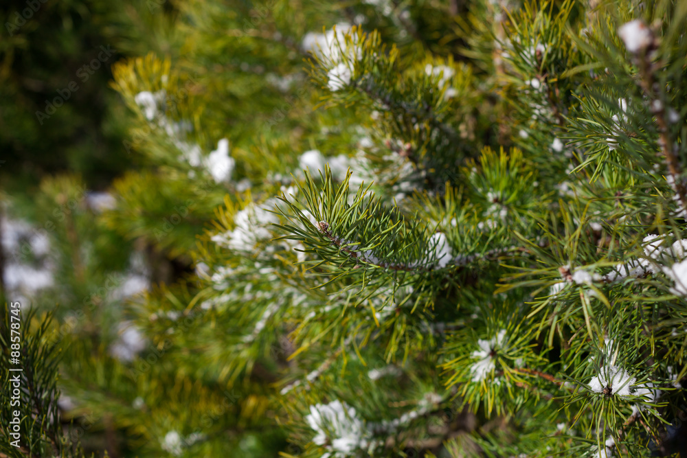 Wall mural spruce tree in forest