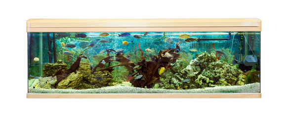 Panoramic aquarium with Malawi cichlids