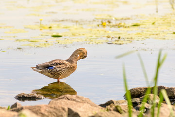 Female Duck Swimming