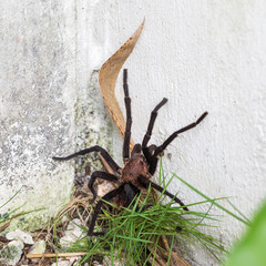Brown Aphonopelma tarantula
