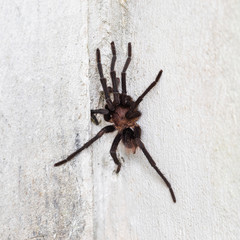 Brown Aphonopelma tarantula