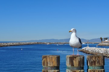 California seagull 