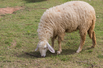 Fototapeta premium Kerry Hill sheep Eat grass in your fields