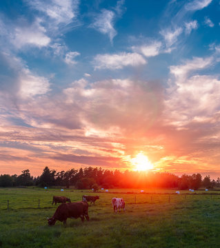 Cows graze in the meadow beautiful sunset sky