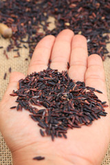 Rice berries