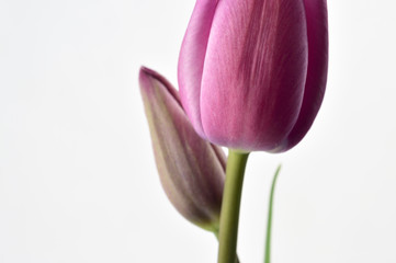 Two hot pink tulips against white background. Closeup. Flower and flower bud. Studio shot,  horizontal. Copy space.