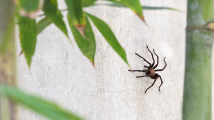 Brown Aphonopelma tarantula