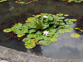 Obraz na płótnie Canvas Many water lilies on water