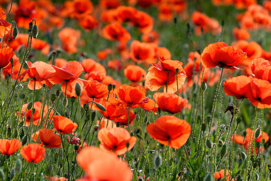 Fototapeta Piękno Makowej Łąki 