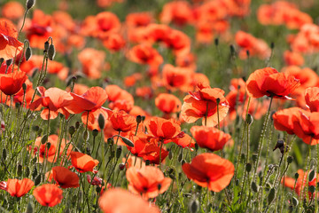Obraz premium Piękno Makowej Łąki 