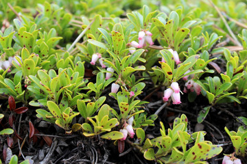 Pink wild flowers, Kinnikinnik Flowers, Arctostaphylos Uva-Ursi, on Pikes Peak Mountain in Colorado Springs, USA
