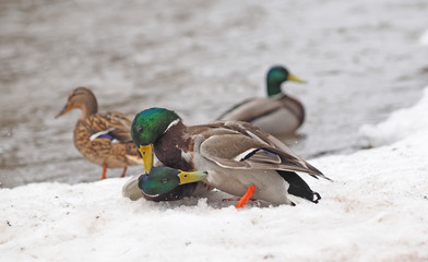 Two ducks are fighting 