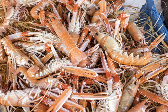 Langoustines cuites - cooked langoustines (crayfish)