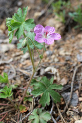Pink wildflower, Richardson's Geranium, geranium richardsonii,