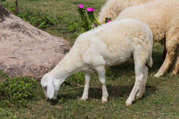 Sheep eating hay