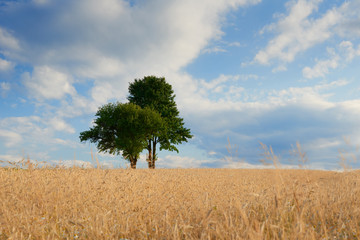 Fototapeta premium Old green trees in the middle of a field