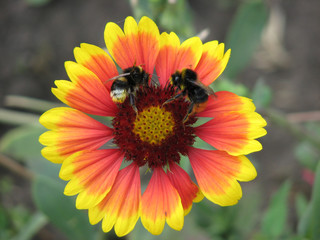 Two bees on a red-yellow flower