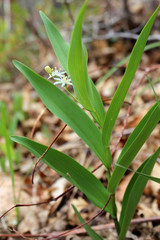 Obraz premium Star Solomon's Seal Flower, Maianthemum stellatum, white wildflower 
