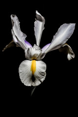 iris flower on a black background