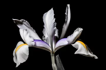 Crédence de cuisine en verre imprimé Iris iris flower on a black background
